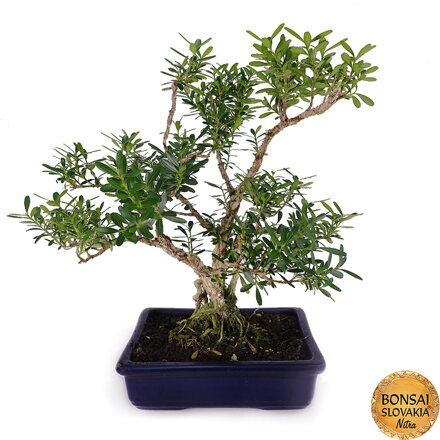 BONSAI: KRUŠPÁN DROBNOLISTÝ, Buxus harlandii 28cm