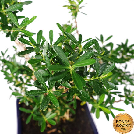BONSAI: KRUŠPÁN DROBNOLISTÝ, Buxus harlandii 28cm