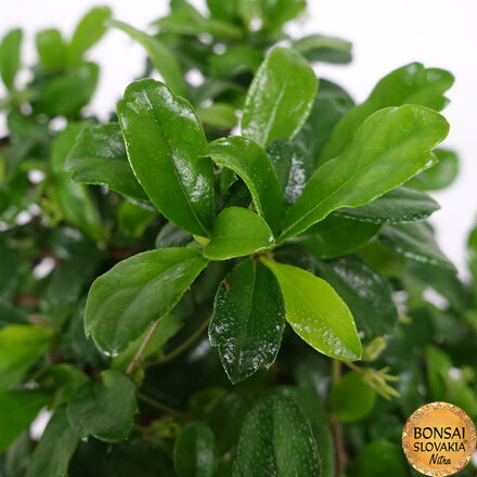 Carmona microphylla 30 cm