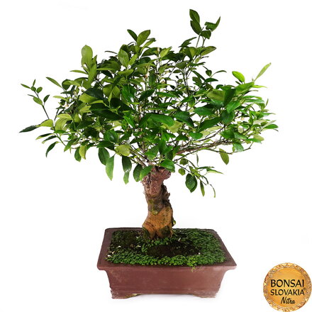 BONSAI: POMARANČOVNÍK, CITRUS MYRTIFOLIA, 85 cm