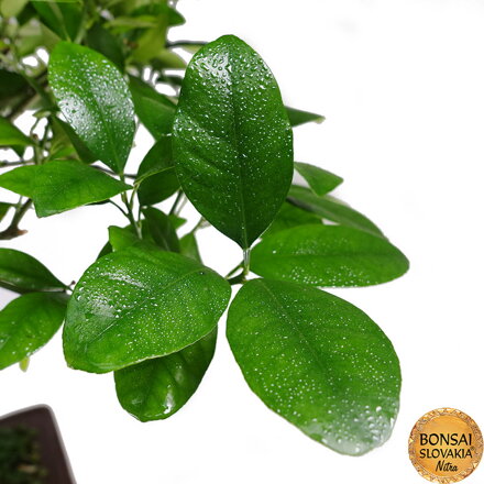BONSAI: POMARANČOVNÍK, CITRUS MYRTIFOLIA, 85 cm