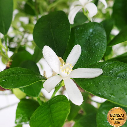 BONSAI: POMARANČOVNÍK, CITRUS MYRTIFOLIA, 85 cm