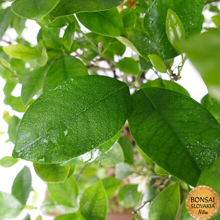 BONSAI: POMARANČOVNÍK, CITRUS MYRTIFOLIA, 85 cm