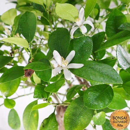 BONSAI: POMARANČOVNÍK, CITRUS MYRTIFOLIA, 85 cm