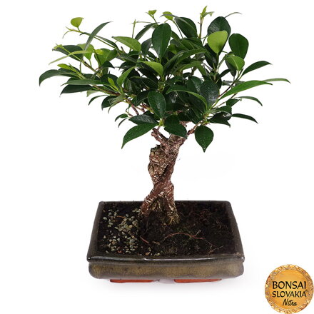 BONSAI: FICUS RETUSA, 33 cm