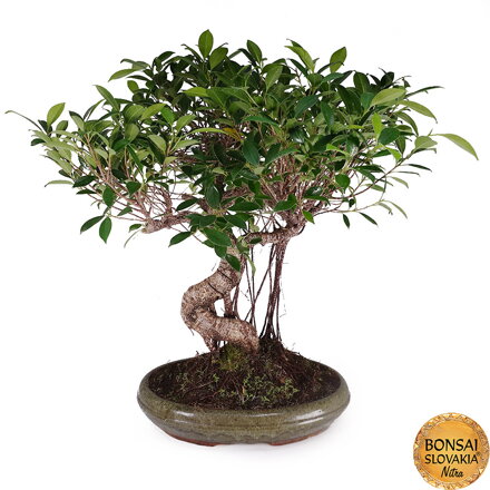 BONSAI: FICUS RETUSA, 66 cm