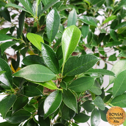 BONSAI: FICUS RETUSA, 66 cm