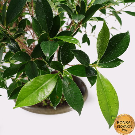 BONSAI: FICUS RETUSA, 66 cm