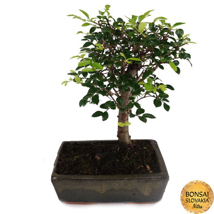 BREST DROBNOLISTÝ - Ulmus parvifolia: 29-32cm