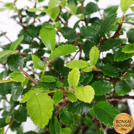 BREST DROBNOLISTÝ - Ulmus parvifolia: 29-32cm