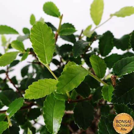 BREST DROBNOLISTÝ - Ulmus parvifolia: 29-32cm