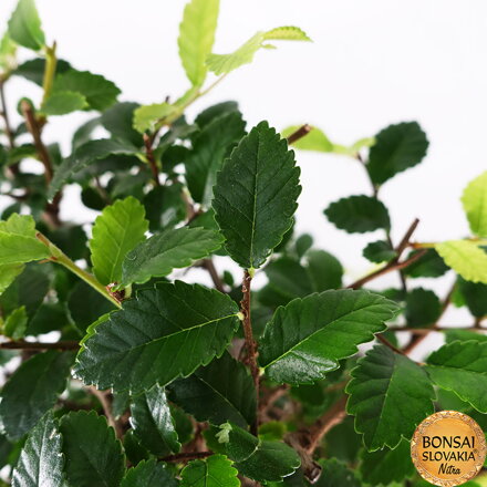 BREST DROBNOLISTÝ - Ulmus parvifolia: 29-32cm