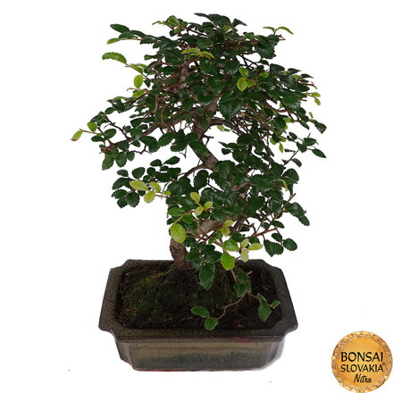 BREST DROBNOLISTÝ - Ulmus parvifolia: 35-40 cm
