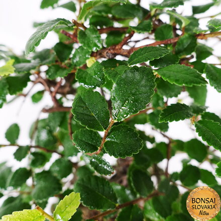 BREST DROBNOLISTÝ - Ulmus parvifolia: 35-40 cm