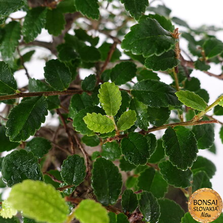 BREST DROBNOLISTÝ - Ulmus parvifolia: 35-40 cm