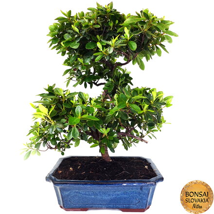 AZALKA - Rhododendron