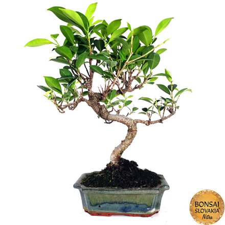 BONSAI: FICUS RETUSA, 30-35 cm