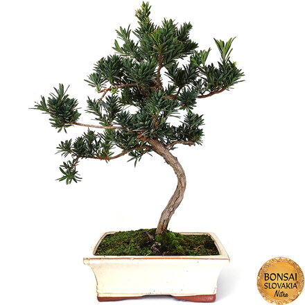 Podocarpus macrophyllus 50-55 cm