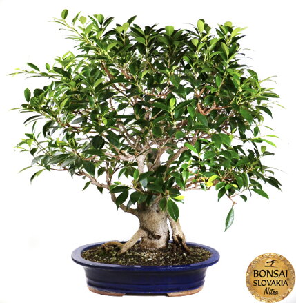 BONSAI: FICUS RETUSA, 67-70 cm