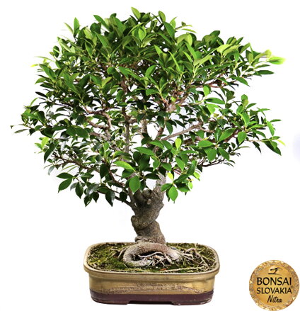 BONSAI: FICUS RETUSA, 75 cm