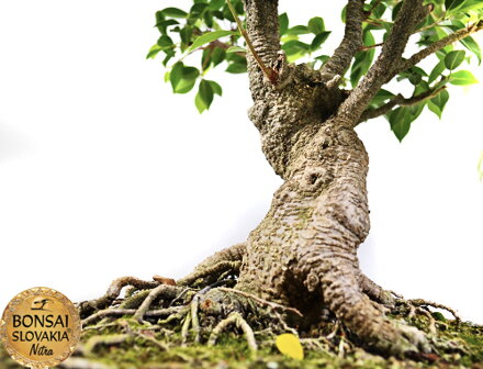 BONSAI: FICUS RETUSA, 75 cm