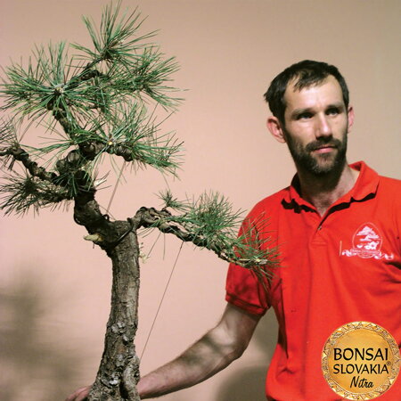 Bonsai Slovakia 2003 Bonsai-demo, borovica Thunbergova