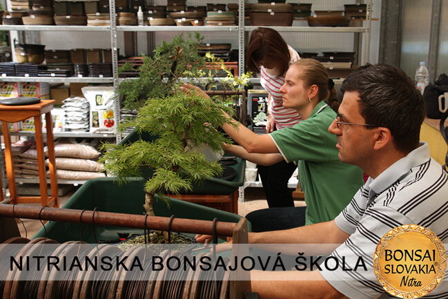 NITRIANSKA BONSAJOVÁ ŠKOLA IX. 2013