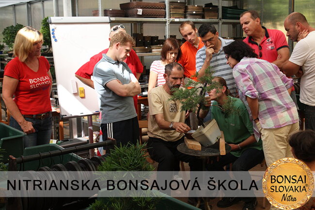 NITRIANSKA BONSAJOVÁ ŠKOLA IX. 2013
