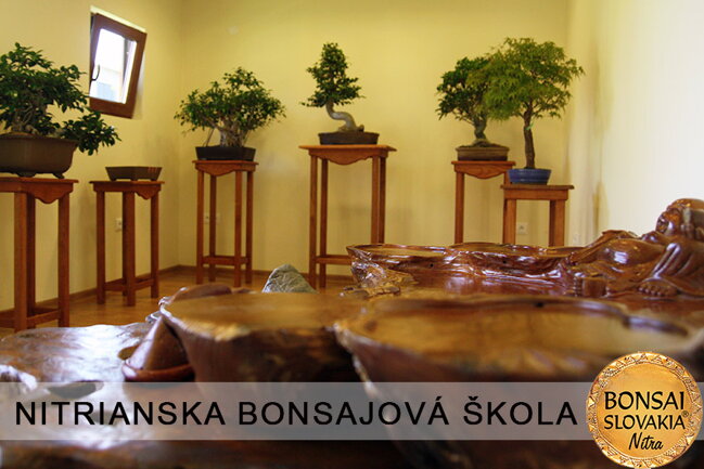 NITRIANSKA BONSAJOVÁ ŠKOLA IX. 2013