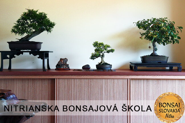 NITRIANSKA BONSAJOVÁ ŠKOLA IX. 2013