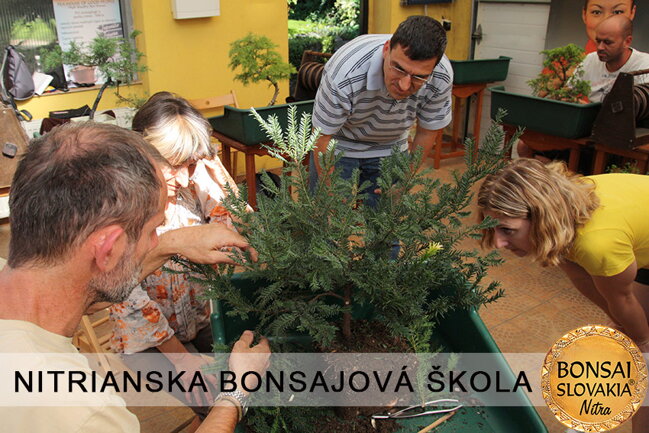 NITRIANSKA BONSAJOVÁ ŠKOLA IX. 2013