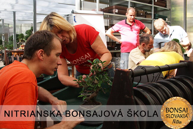NITRIANSKA BONSAJOVÁ ŠKOLA IX. 2013