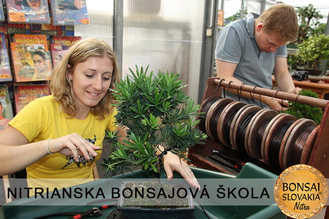 NITRIANSKA BONSAJOVÁ ŠKOLA IX. 2013