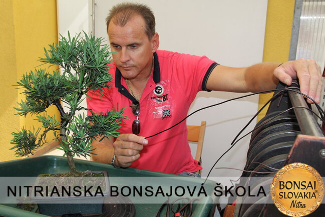 NITRIANSKA BONSAJOVÁ ŠKOLA IX. 2013