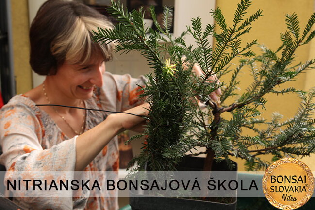 NITRIANSKA BONSAJOVÁ ŠKOLA IX. 2013