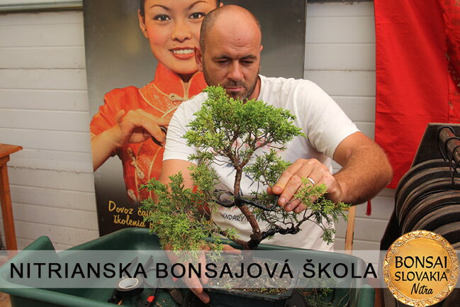 NITRIANSKA BONSAJOVÁ ŠKOLA IX. 2013