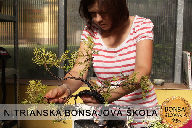 NITRIANSKA BONSAJOVÁ ŠKOLA IX. 2013