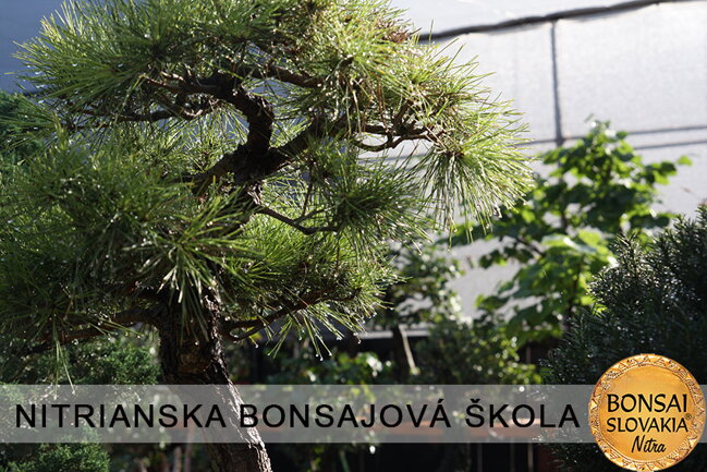 NITRIANSKA BONSAJOVÁ ŠKOLA IX. 2013