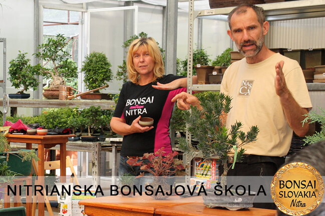 NITRIANSKA BONSAJOVÁ ŠKOLA IX. 2013