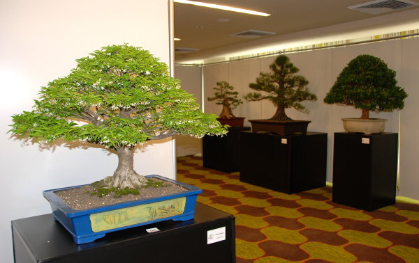 6th World Bonsai Congress, San Juan, Puerto Rico