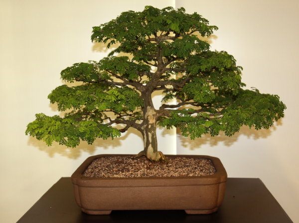 6th World Bonsai Congress, San Juan, Puerto Rico