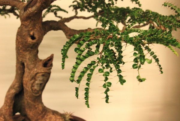 6th World Bonsai Congress, San Juan, Puerto Rico