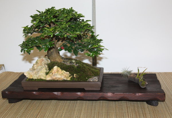 6th World Bonsai Congress, San Juan, Puerto Rico