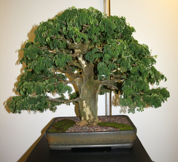 6th World Bonsai Congress, San Juan, Puerto Rico