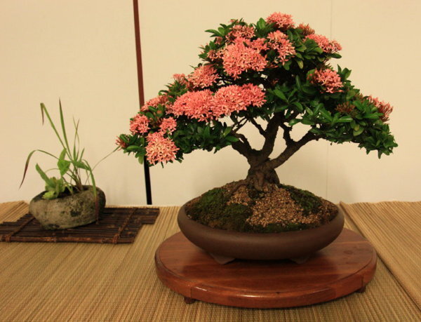 6th World Bonsai Congress, San Juan, Puerto Rico