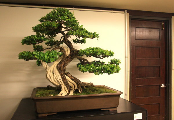 6th World Bonsai Congress, San Juan, Puerto Rico