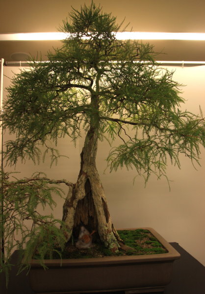 6th World Bonsai Congress, San Juan, Puerto Rico