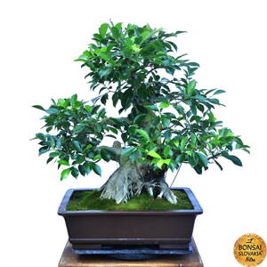 19 Ficus retusa, 93 cm