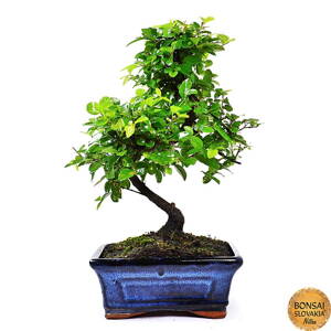 Sageretia theezans, 25-30 cm