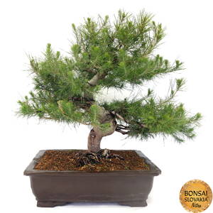 Pinus  halapensis cca 60 cm